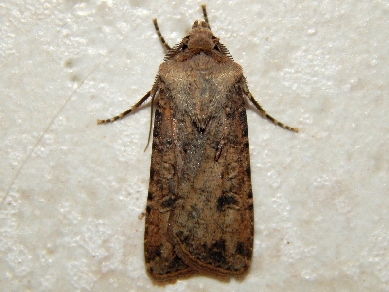 Caradrina clavipalpis?